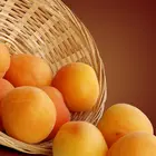Royal Apricot Tree