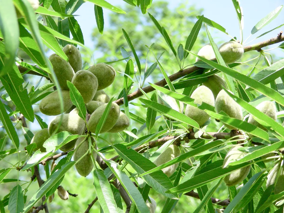 Hall's Hardy Almond Tree Hall's Hardy Almond Tree