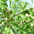 Hall's Hardy Almond Tree