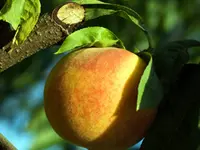 June Gold Peach Tree