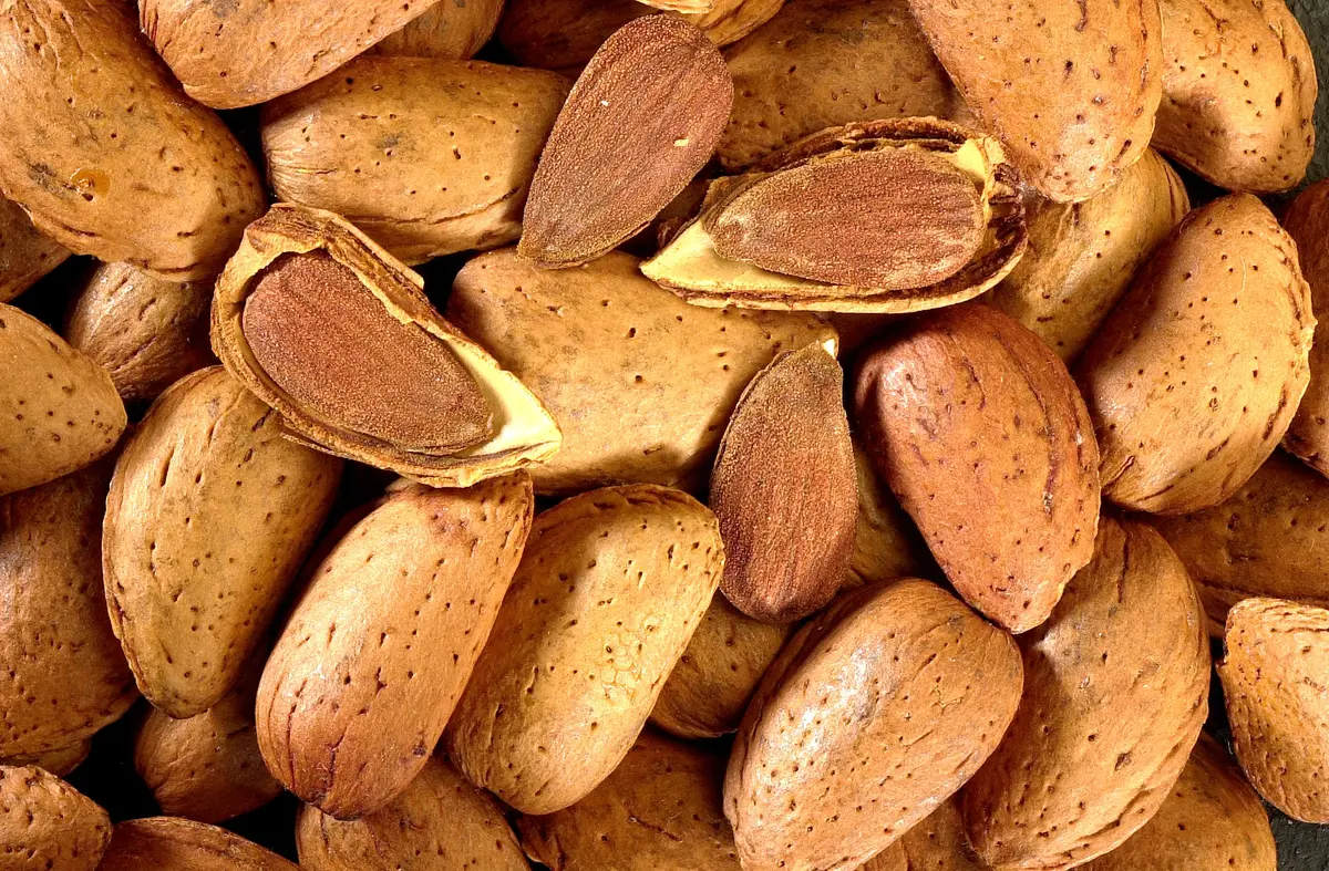 All-In-One Almond Tree All-In-One Almond Tree