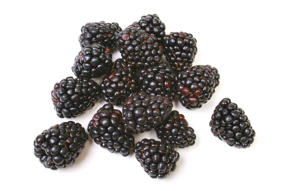 Navajo Thornless Blackberry Plant Navajo Thornless Blackberry Plant