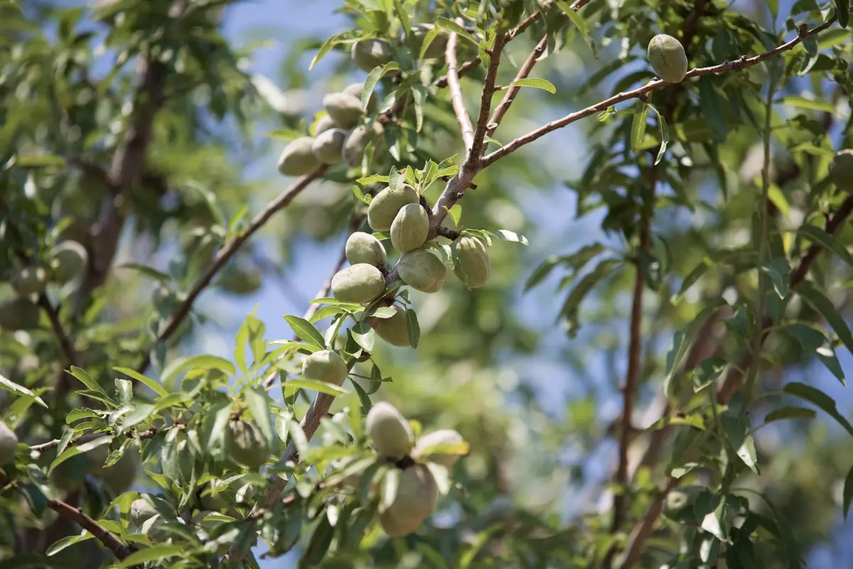All-In-One Almond Tree All-In-One Almond Tree