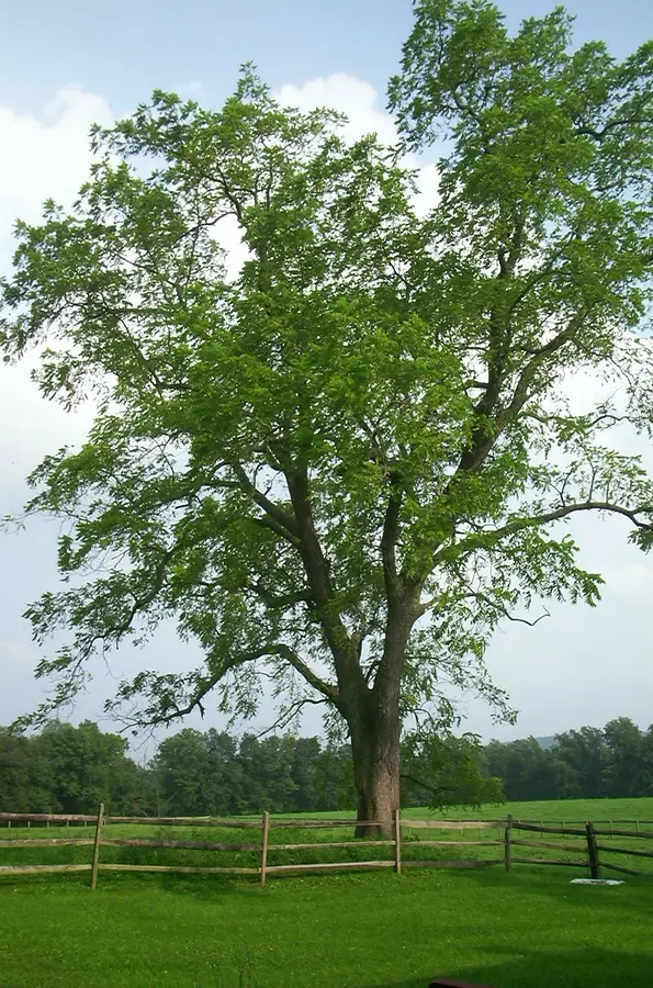 Black Walnut Tree Black Walnut Tree