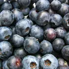 Powderblue Blueberry Plant