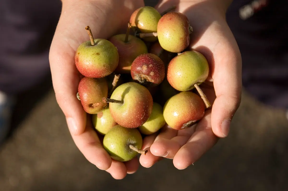 Transcendent Crabapple Tree Transcendent Crabapple Tree