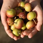 Transcendent Crabapple Tree