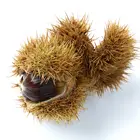 Colossal Chestnut Tree