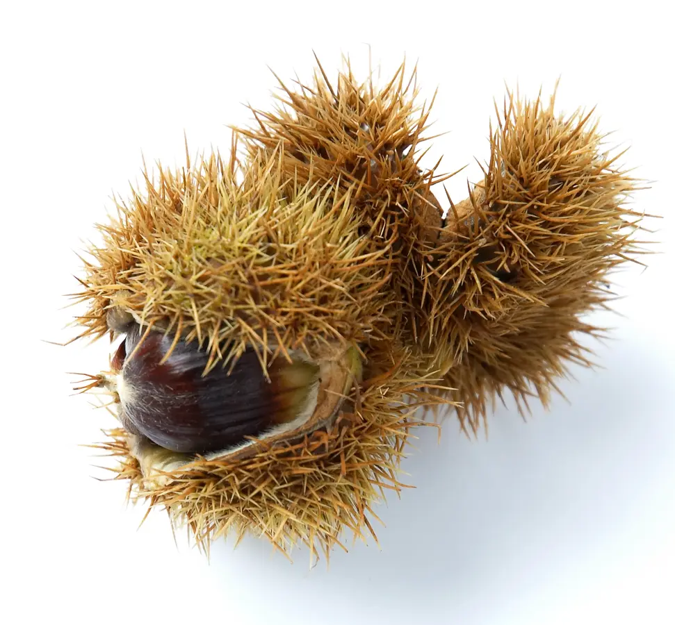 Nevada Chestnut Tree