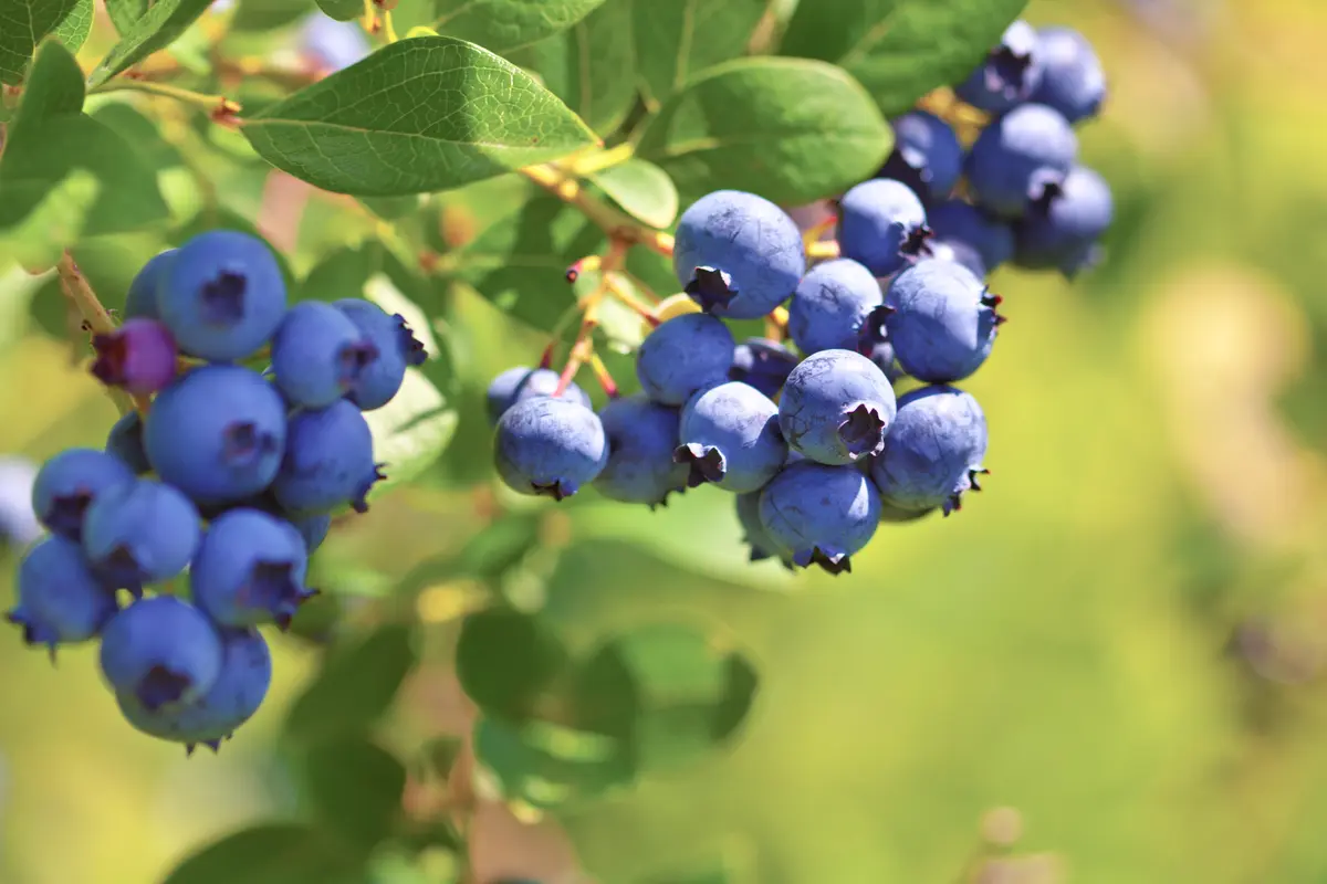 Jewel Southern Highbush Blueberry