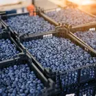 Jewel Southern Highbush Blueberry