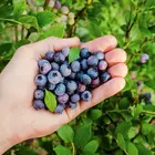 Sharpblue Southern Highbush Blueberry