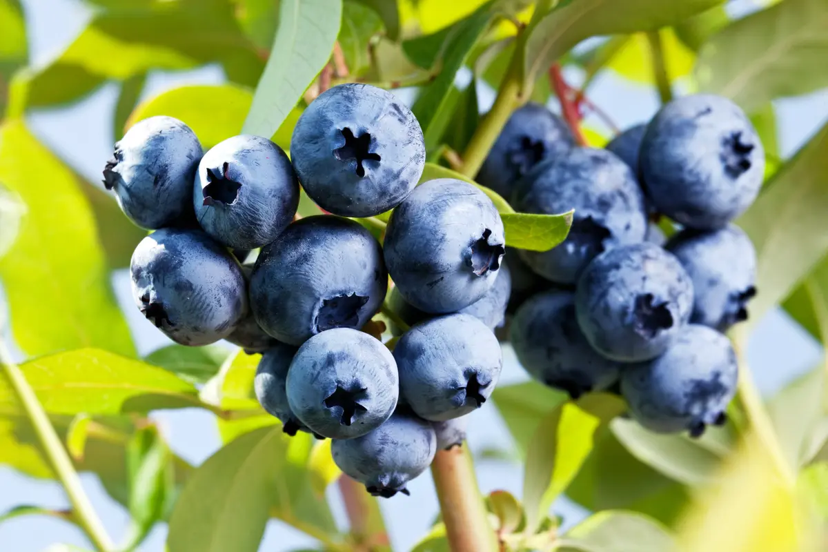 Rebel Southern Highbush Blueberry