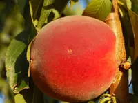 Reliance Peach Tree