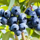 Emerald Southern Highbush Blueberry