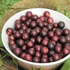 Black Hunt Muscadine