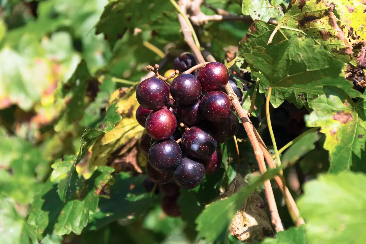 Black Noble Muscadine Black Noble Muscadine