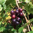 Black Loomis Muscadine