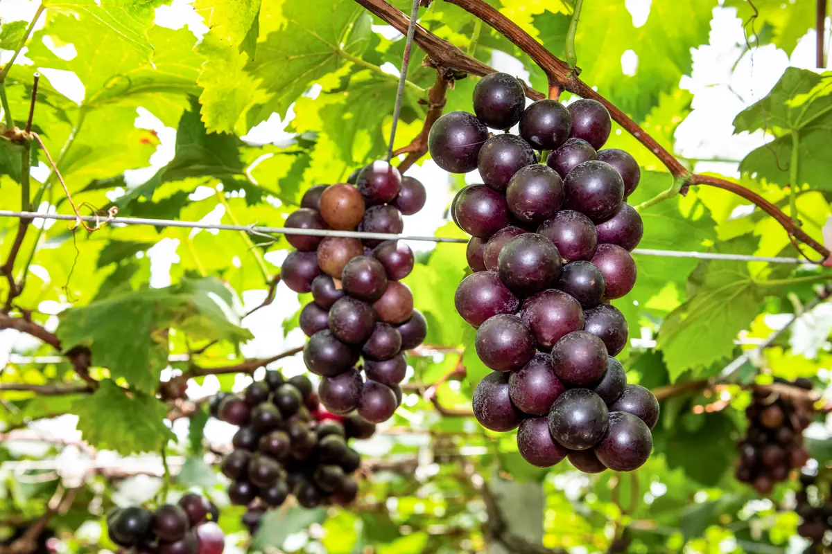 Black Jumbo Muscadine Black Jumbo Muscadine