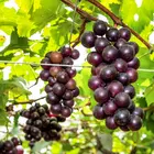 Black Jumbo Muscadine