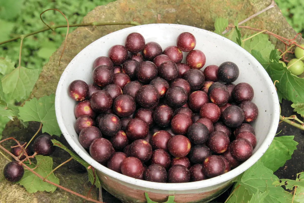 Black Old Fashioned Muscadine