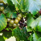 Bronze Fry Scuppernong