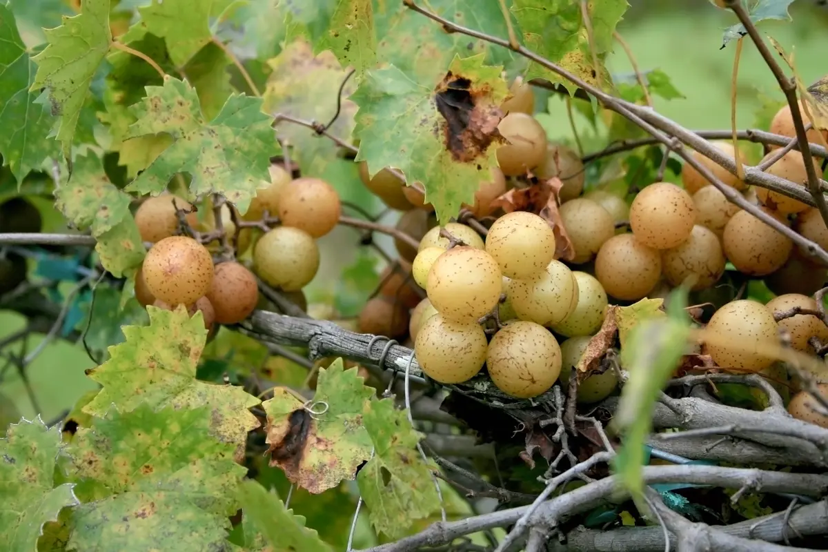 Bronze Magnolia Scuppernong Bronze Magnolia Scuppernong