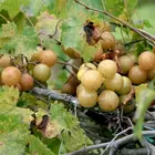 Bronze Magnolia Scuppernong