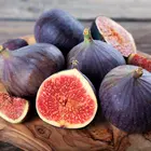 Chicago Hardy Fig Tree Chicago Hardy Fig Tree