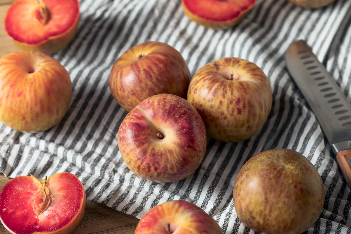 Flavor Supreme Pluot Tree Flavor Supreme Pluot Tree