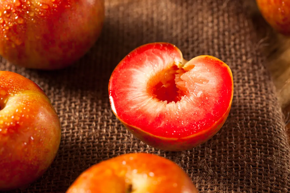 Dapple Dandy Pluot Tree Dapple Dandy Pluot Tree