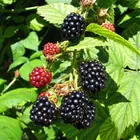 Ouachita Thornless Blackberry Plant Ouachita Thornless Blackberry Plant