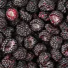 Jewel Black Raspberry Plant Jewel Black Raspberry Plant
