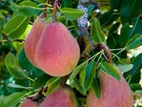 Bartlett Pear Tree