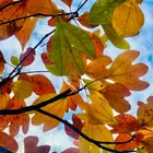 Sassafras Tree Sassafras Tree