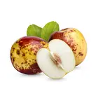Sugar Cane Jujube Tree Sugar Cane Jujube Tree