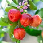 Barbados Cherry Barbados Cherry