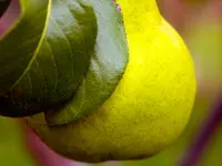 Moonglow Pear Tree