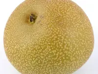 Shinko Asian Pear Tree