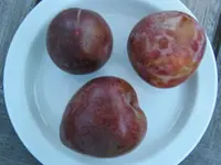 Elephant Heart Plum Tree