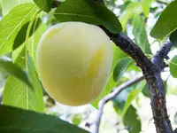 Green Gage Plum Tree