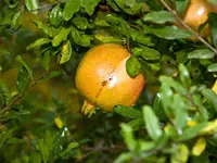 White Pomegranate Tree