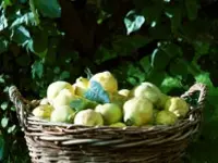 Pineapple Quince Tree