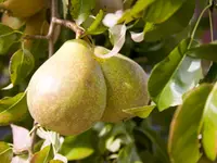 Comice Pear Tree