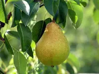 Improved Kieffer Pear Tree