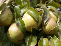 Improved Kieffer Pear Tree