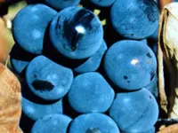 Venus Bunch Grape Vine