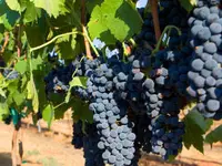 Niabell Bunch Grape Vine