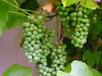 Niagara Bunch Grape Vine