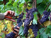 Concord Seedless Bunch Grape